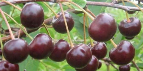 Cherry morel (amorel) bryansk: opis sorti, fotografije, recenzije